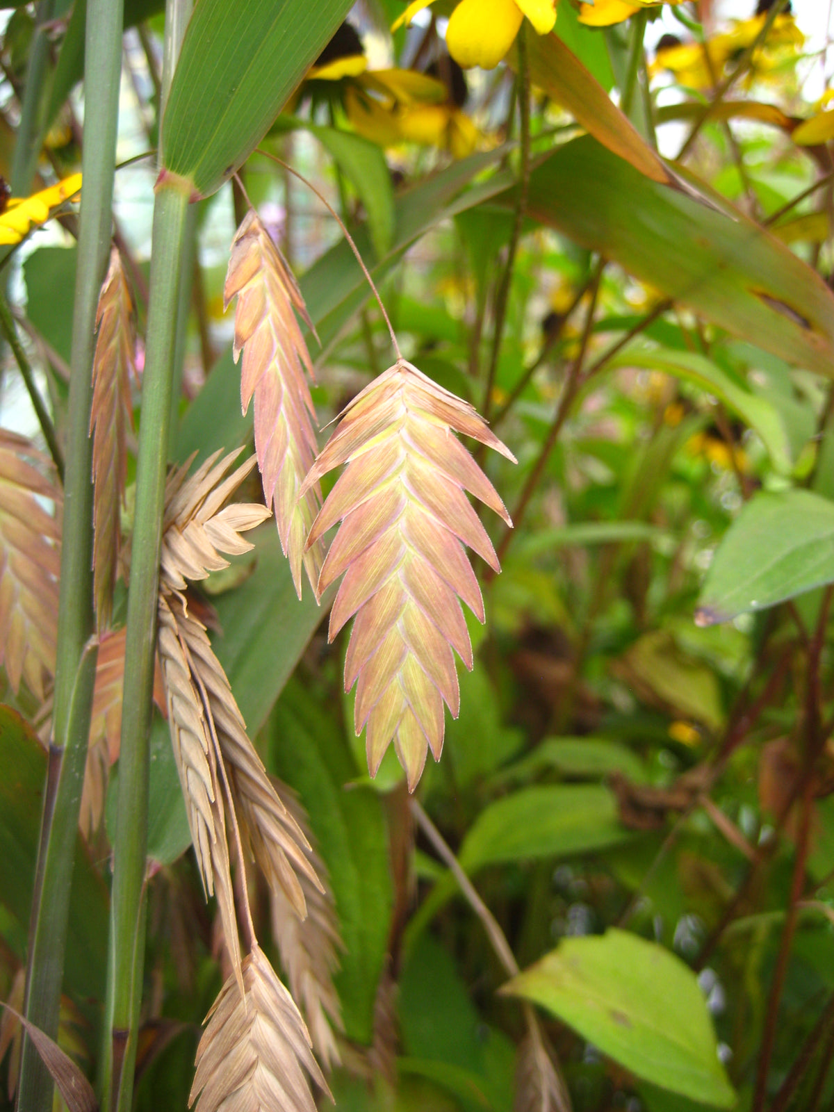 Northern Sea Oats (Chasmanthium latifolium)