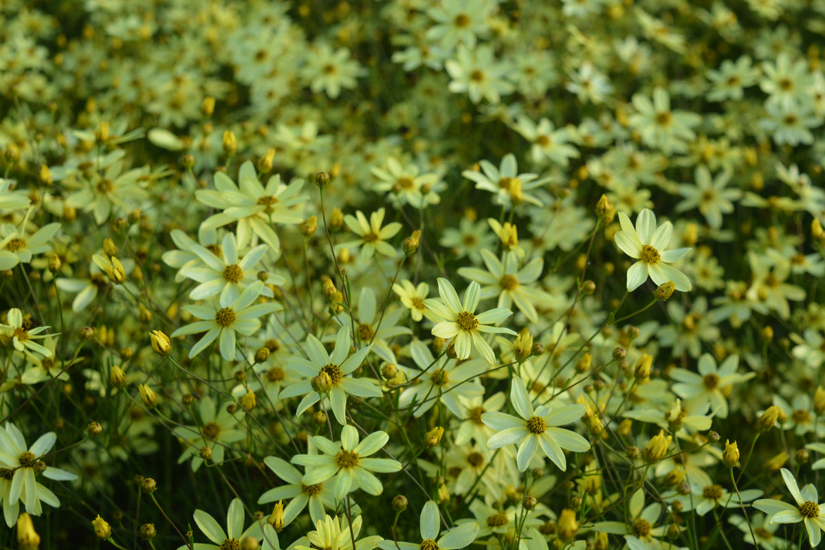 Moonbeam Tickseed - photo 2