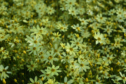 Moonbeam Tickseed - photo 2
