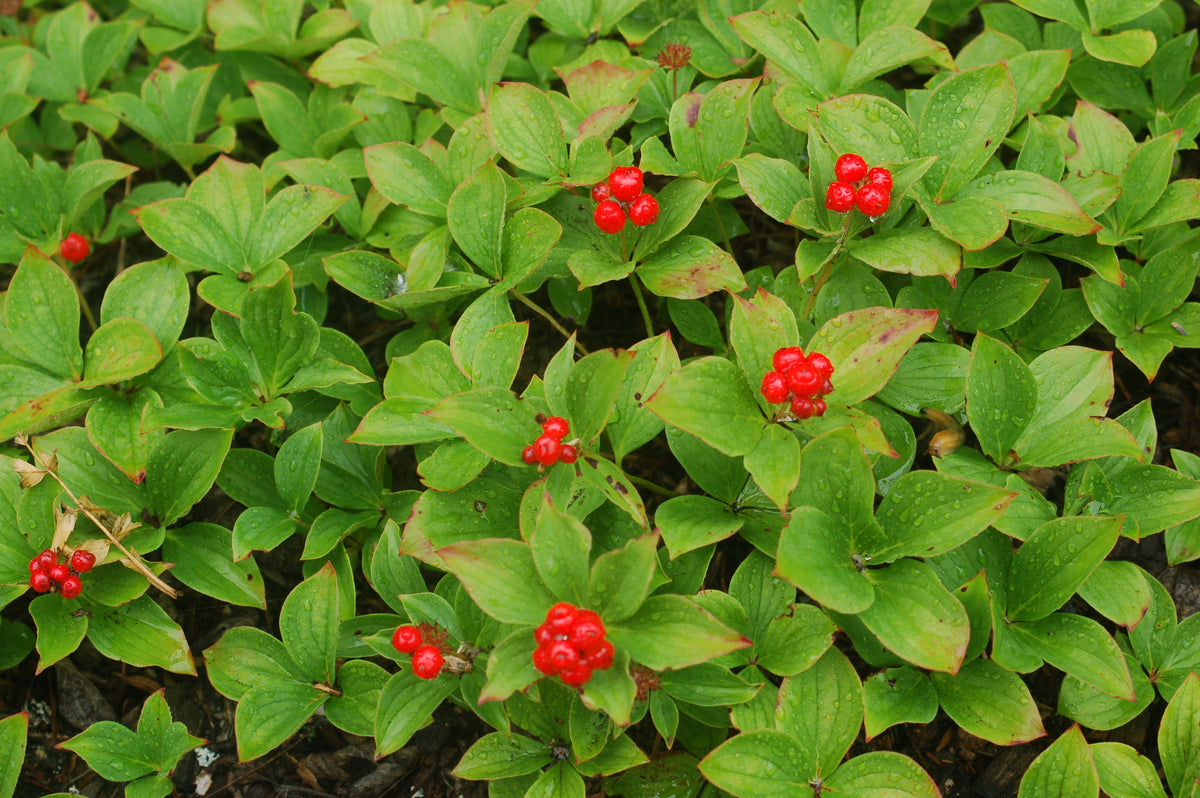 Bunchberry - photo 2