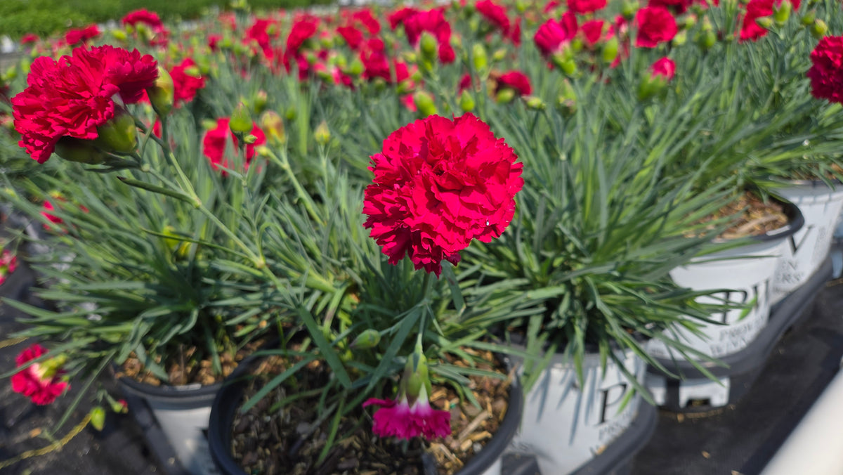 Cranberry Cocktail Dianthus (Dianthus f.p. 'Cranberry Cocktail')