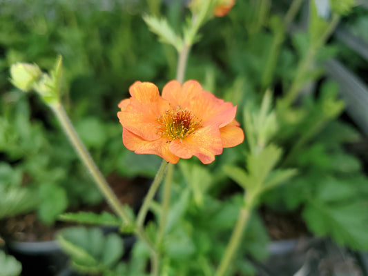 Totally Tangerine Geum - photo 2