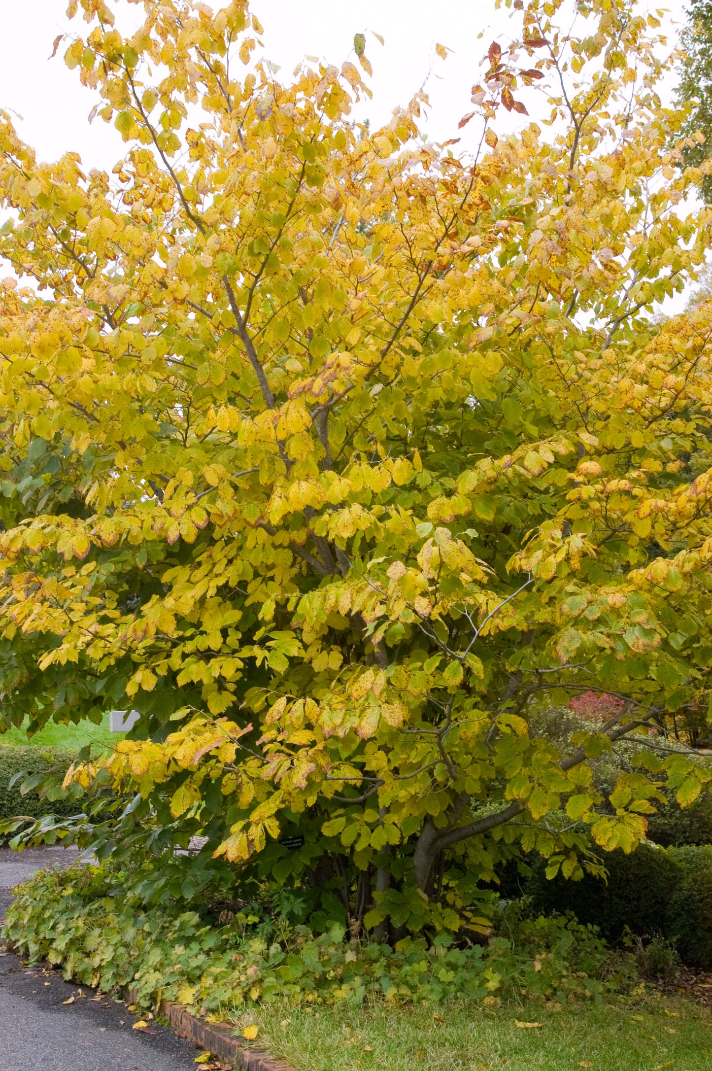 American Witch Hazel