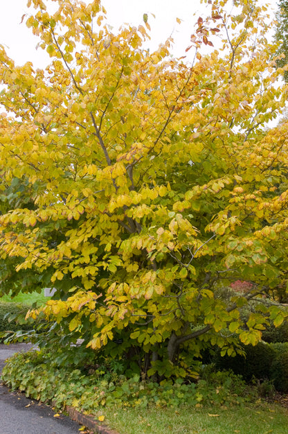 American Witch Hazel