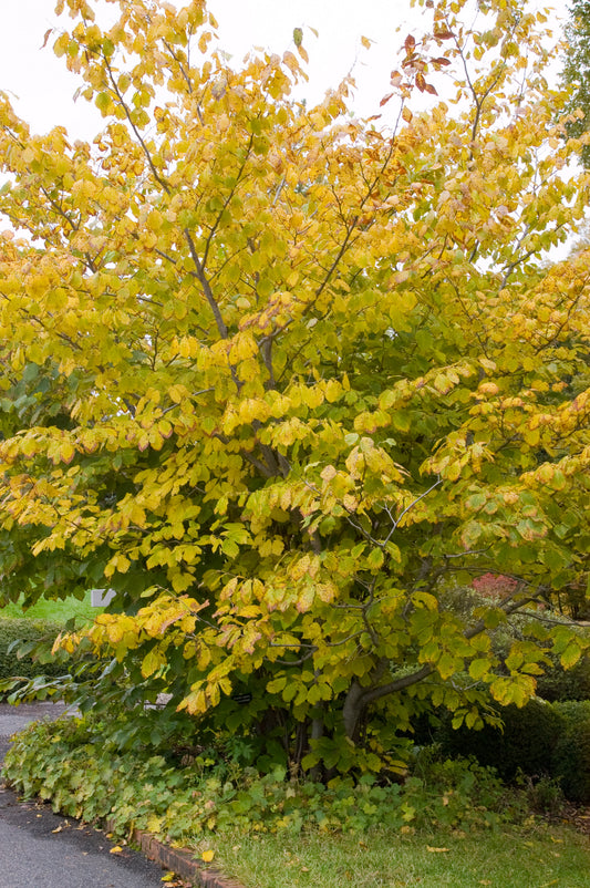 American Witch Hazel