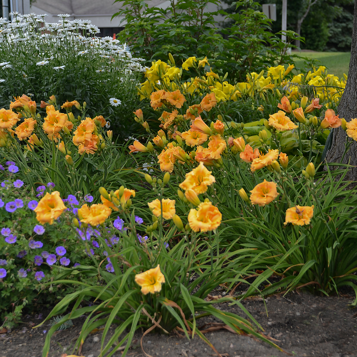 Rainbow Rhythm® Orange Smoothie Daylily - photo 2