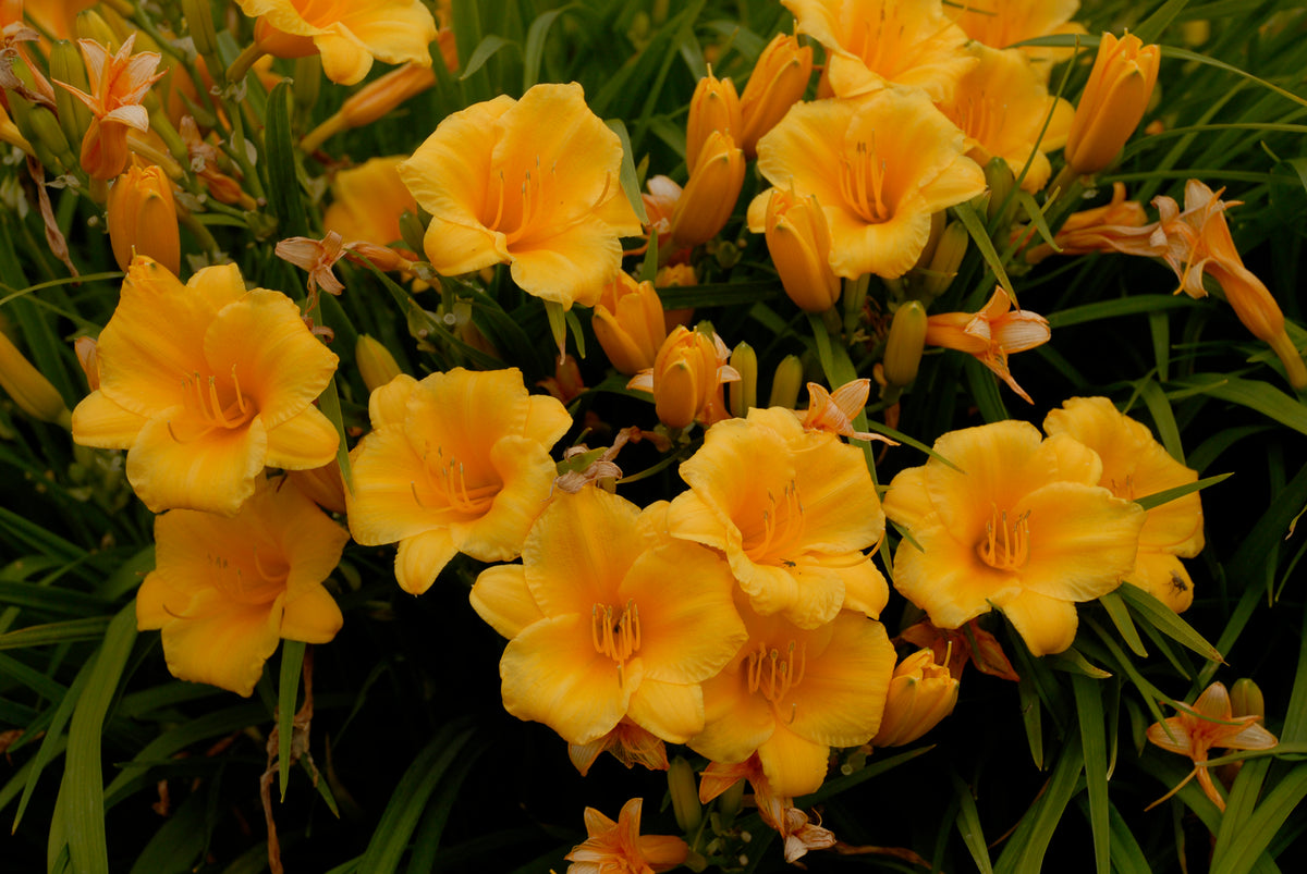 Stella d'Oro Yellow Daylily (Hemerocallis 'Stella de Oro')