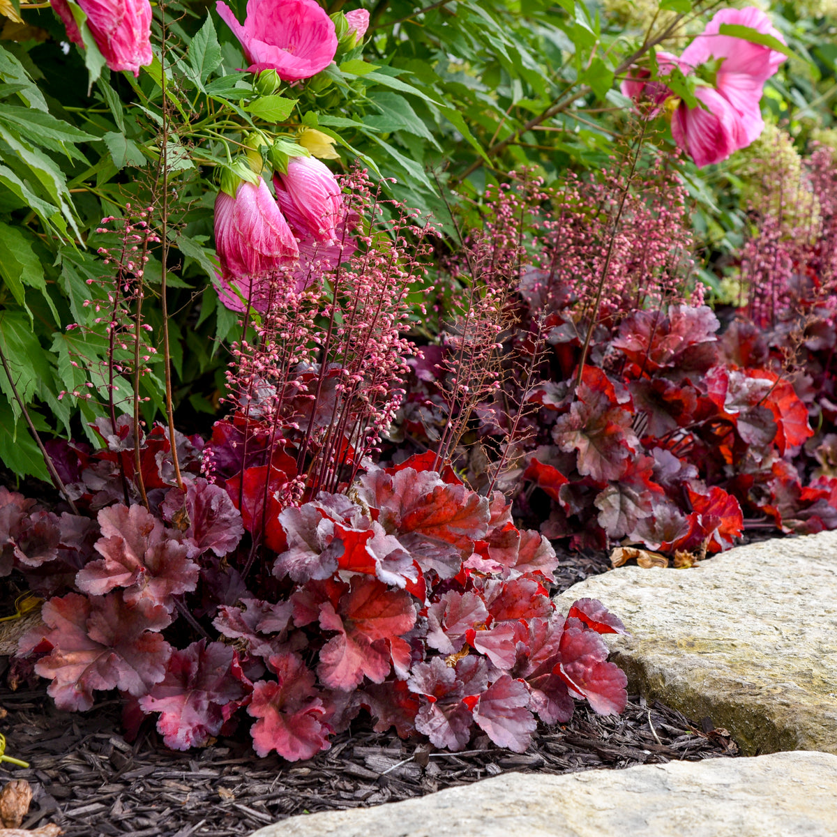 Mahogany Monster Coral Bells (Heuchera 'Mahogany Monster')