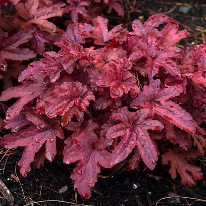 Fun and Games® Red Rover Foamy Bells (Heucherella fun and games 'Red Rover')