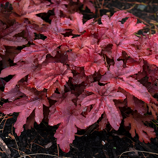 Fun and Games® Red Rover Foamy Bells (Heucherella fun and games 'Red Rover')