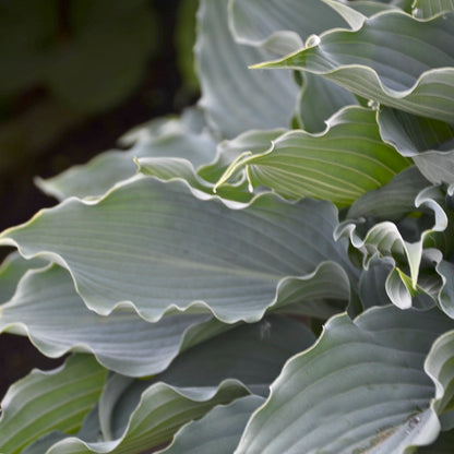 Shadowland® Waterslide | Hosta
