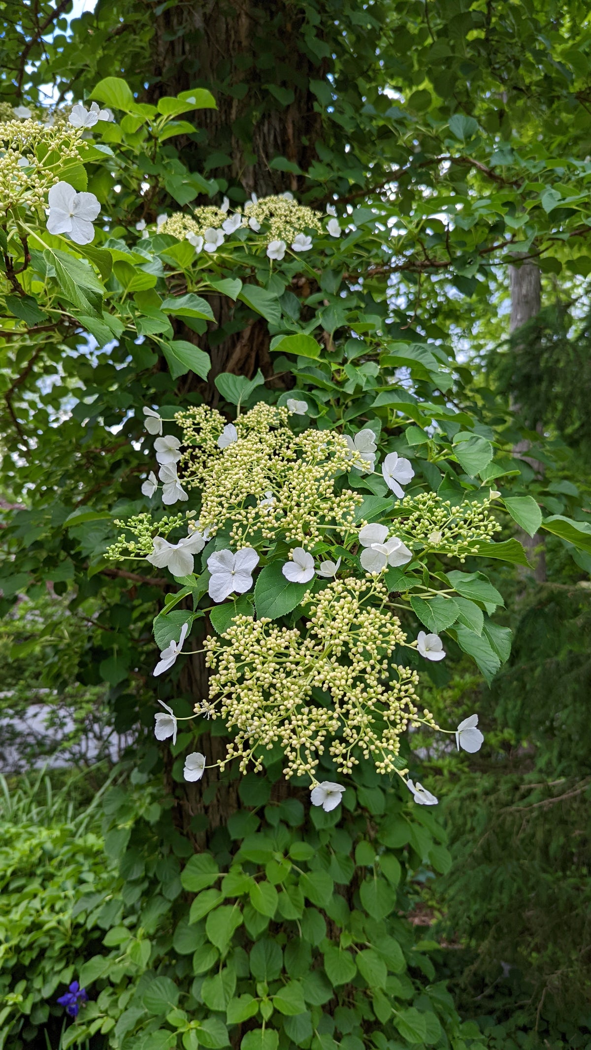 Climbing Hydrangea (Hydrangea anomala petiolaris)