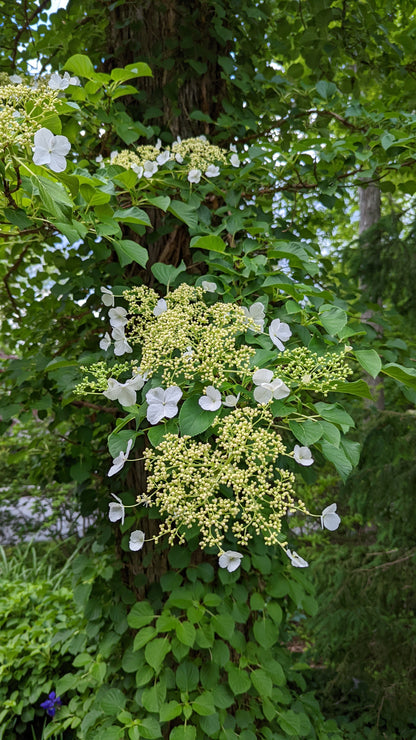 Climbing Hydrangea (Hydrangea anomala petiolaris)