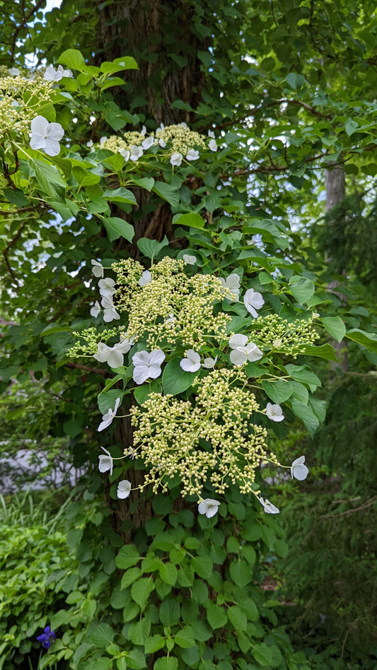 Climbing Hydrangea (Hydrangea anomala petiolaris)