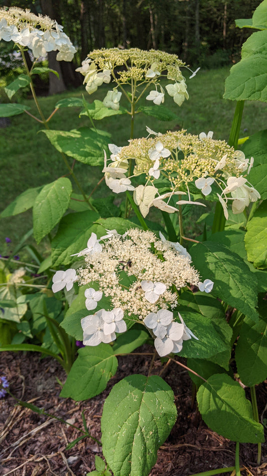 Haas' Halo Hydrangea (Hydrangea arb. 'Haas' Halo')