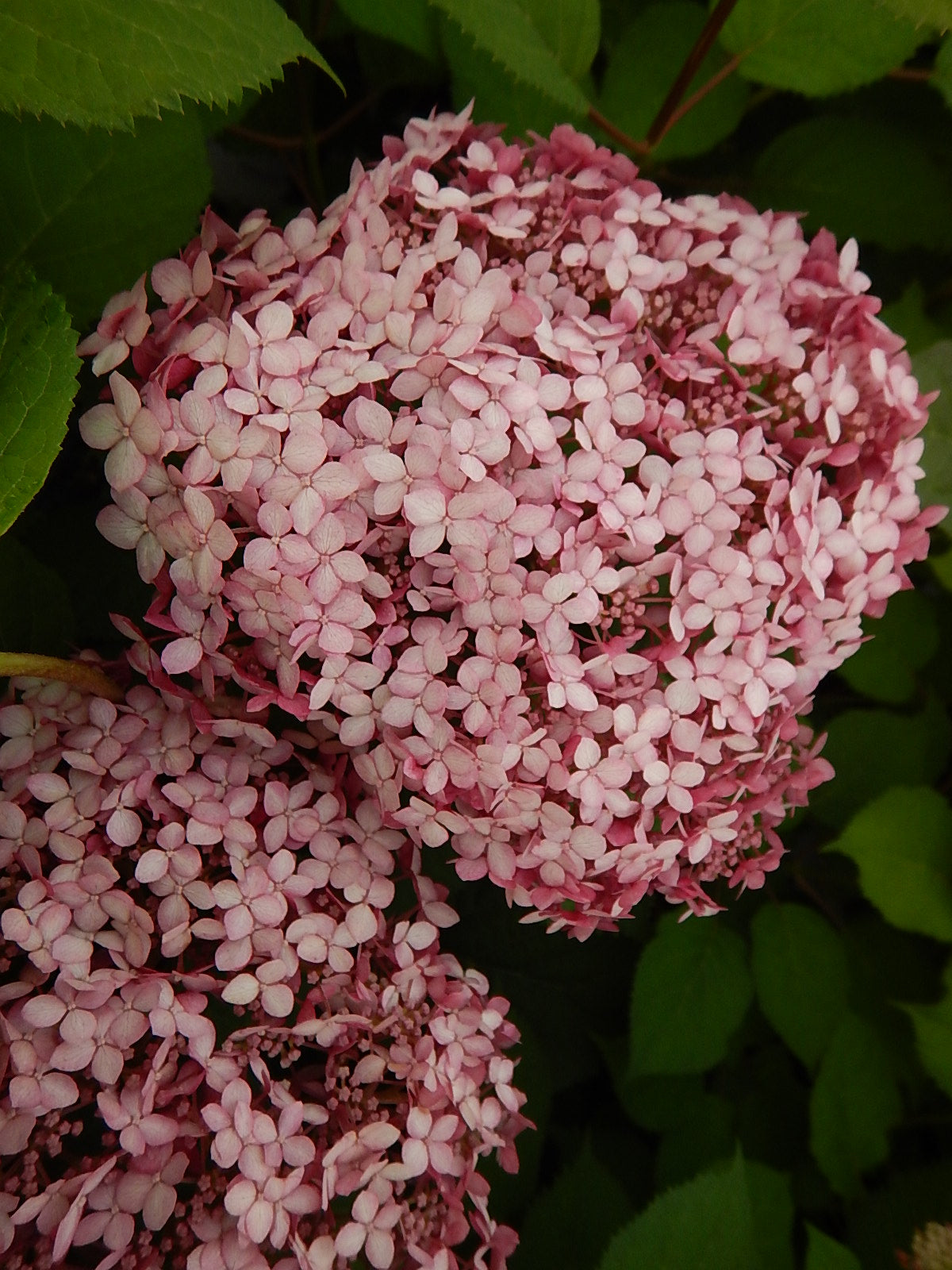 Invincibelle® Spirit Two Smooth Hydrangea (Hydrangea arb. invincibelle 'Spirit Two')