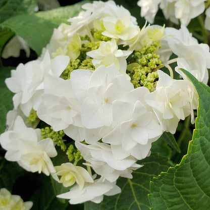 Wedding Gown Mophead Hydrangea (Hydrangea m 'Wedding Gown')
