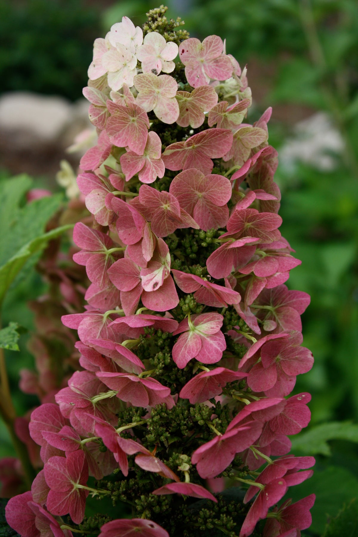 Jetstream | Oakleaf Hydrangea