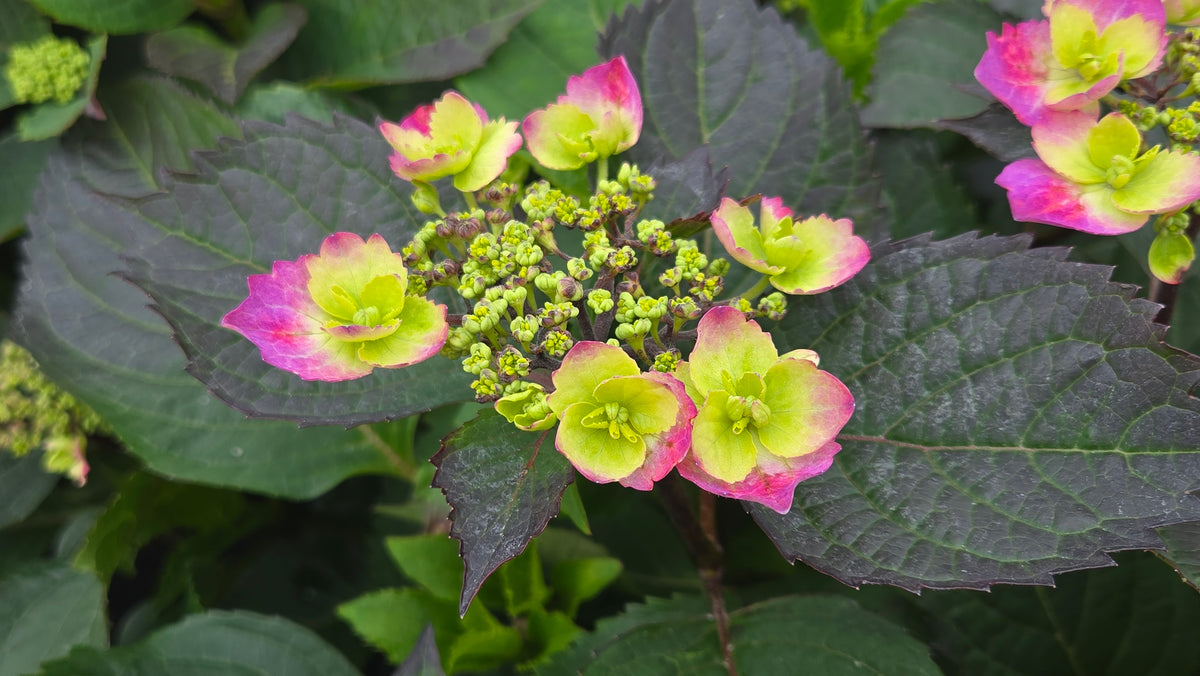 Tuff Stuff® Hydrangea (Hydrangea m.s. 'Tuff Stuff')
