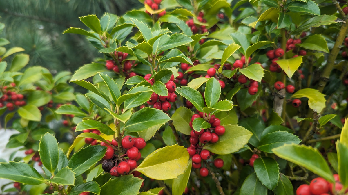 Castle Spire® | Holly