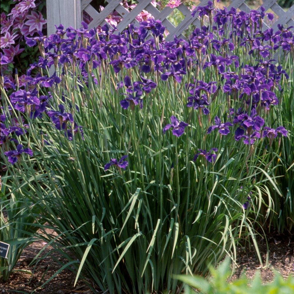 Caesar’s Brother Siberian Iris - photo 2