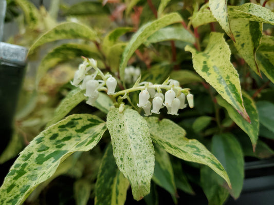 Rainbow Leucothoe (Leucothoe fontanesiana 'Rainbow')