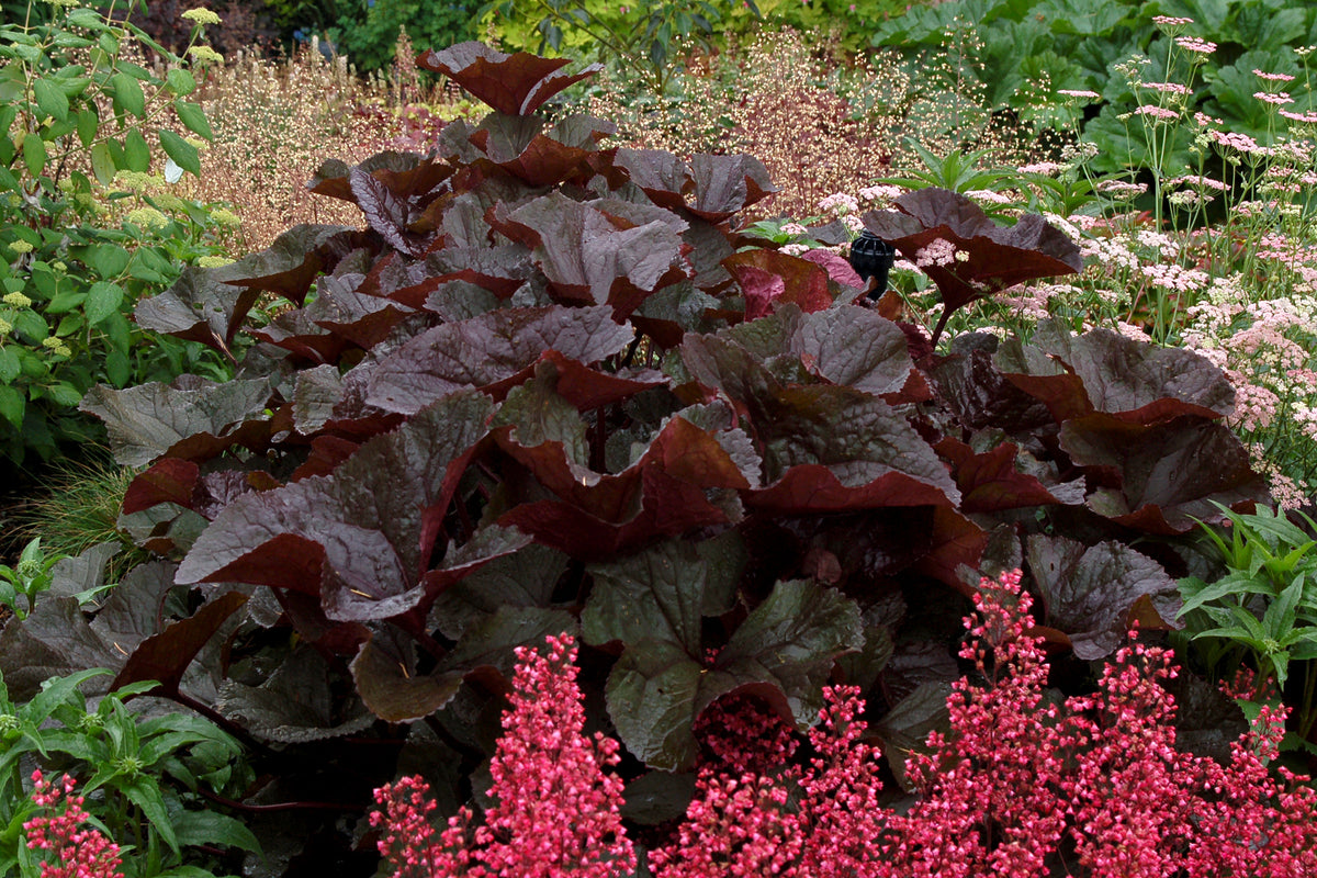 Britt Marie Crawford Goldenray (Ligularia dentata 'Britt Marie Crawford')