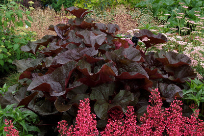 Britt Marie Crawford Goldenray (Ligularia dentata 'Britt Marie Crawford')