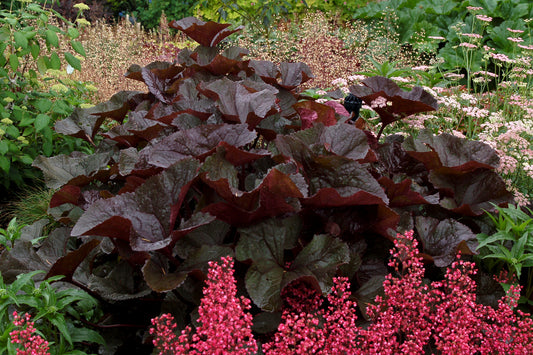 Britt Marie Crawford Goldenray (Ligularia dentata 'Britt Marie Crawford')