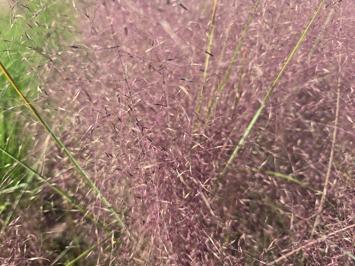 Pink Hairgrass (Muhlenbergia capillaris)