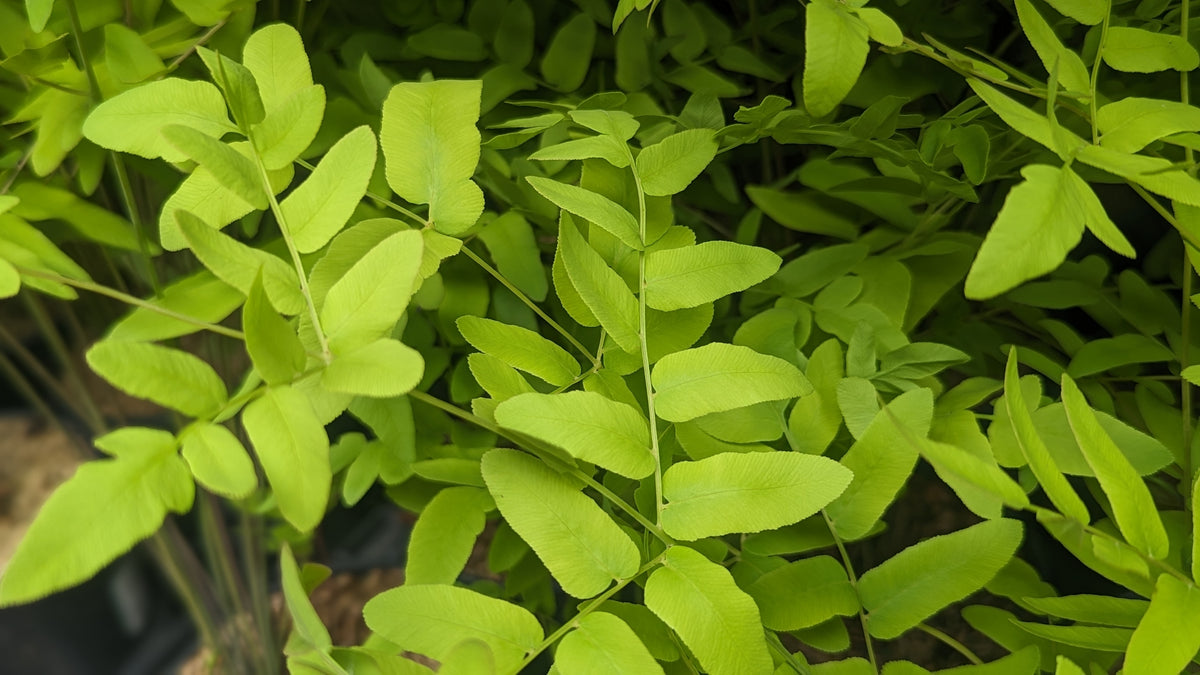 Royal Fern (Osmunda regalis/royal fern)