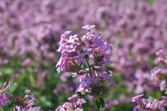 Jeana Upright Garden Phlox (Phlox paniculata 'Jeana')