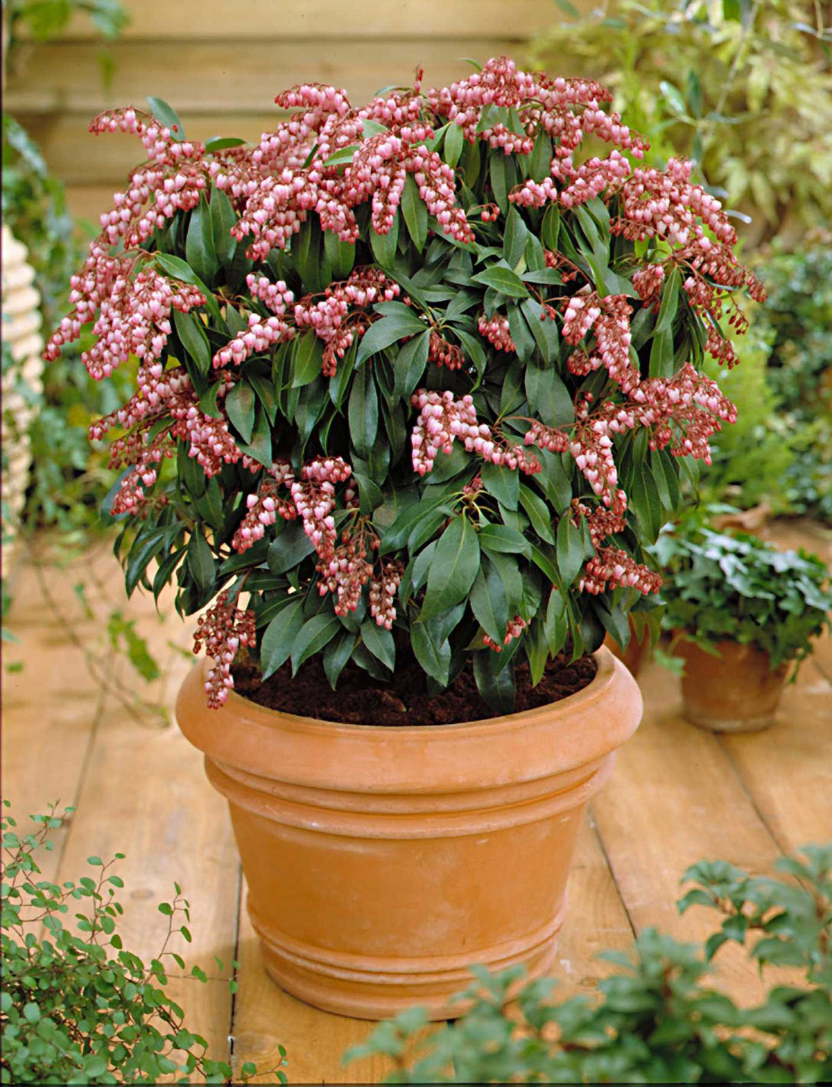 Katsura | Japanese Andromeda