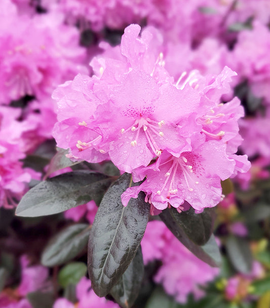 Pjm Elite Rhododendron (Rhododendron x 'Pjm Elite')