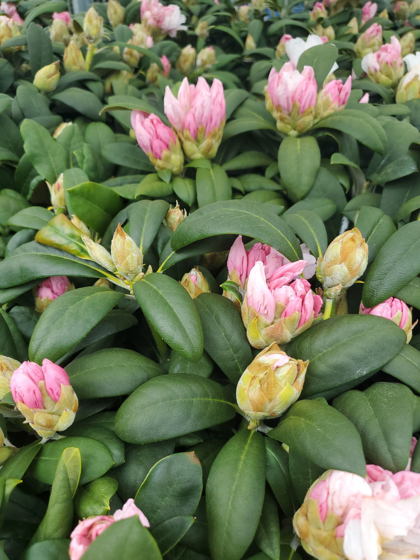 Yak Princess | Rhododendron