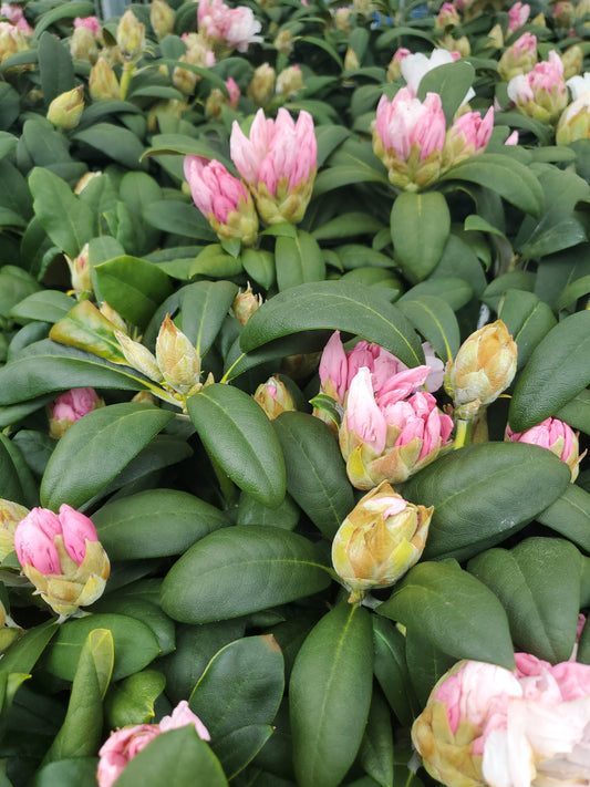 Yak Princess Rhododendron (Rhododendron yak. 'Princess')