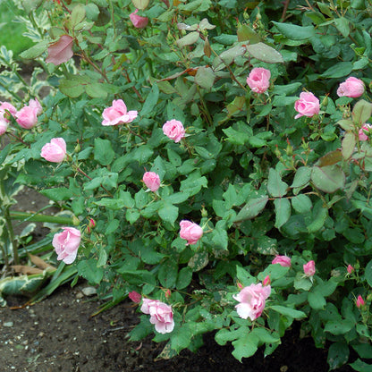 Knock Out® Blushing | Rose
