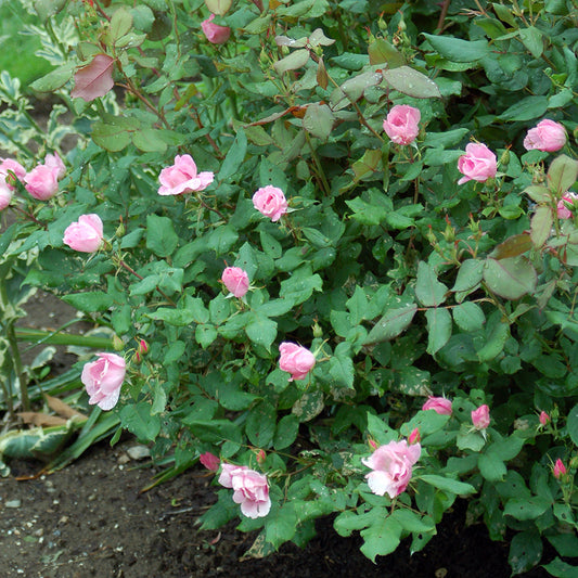 Knock Out® Blushing | Rose