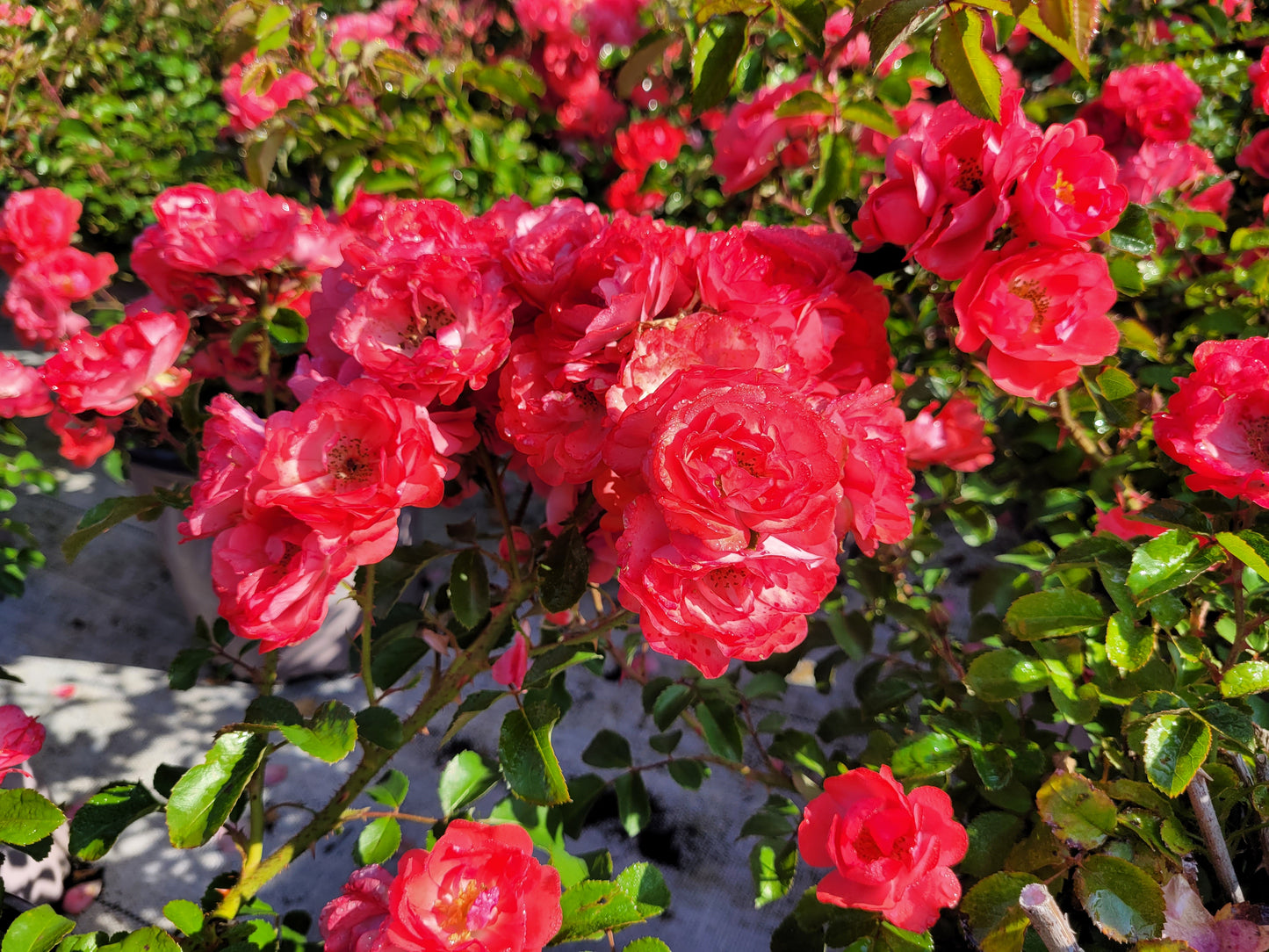 Drift® Coral | Rose