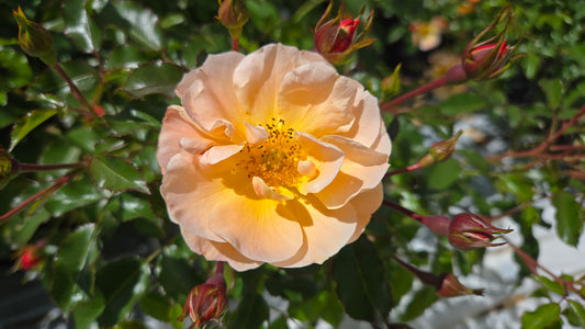 Flower Carpet® Amber | Rose