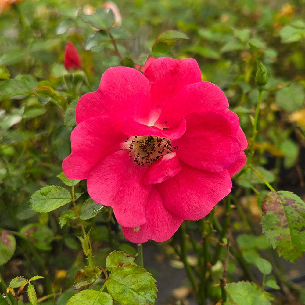 Flower Carpet® Pink Supreme | Rose