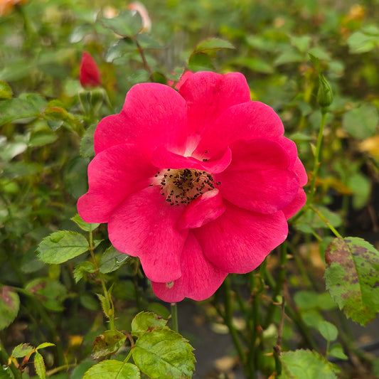 Flower Carpet® Pink Supreme | Rose