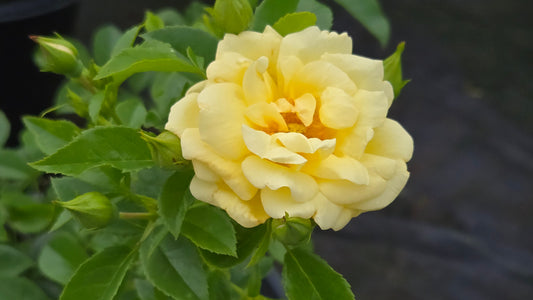 Flower Carpet® Yellow | Groundcover Rose