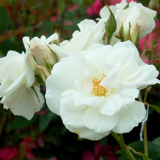 Iceberg | Rose