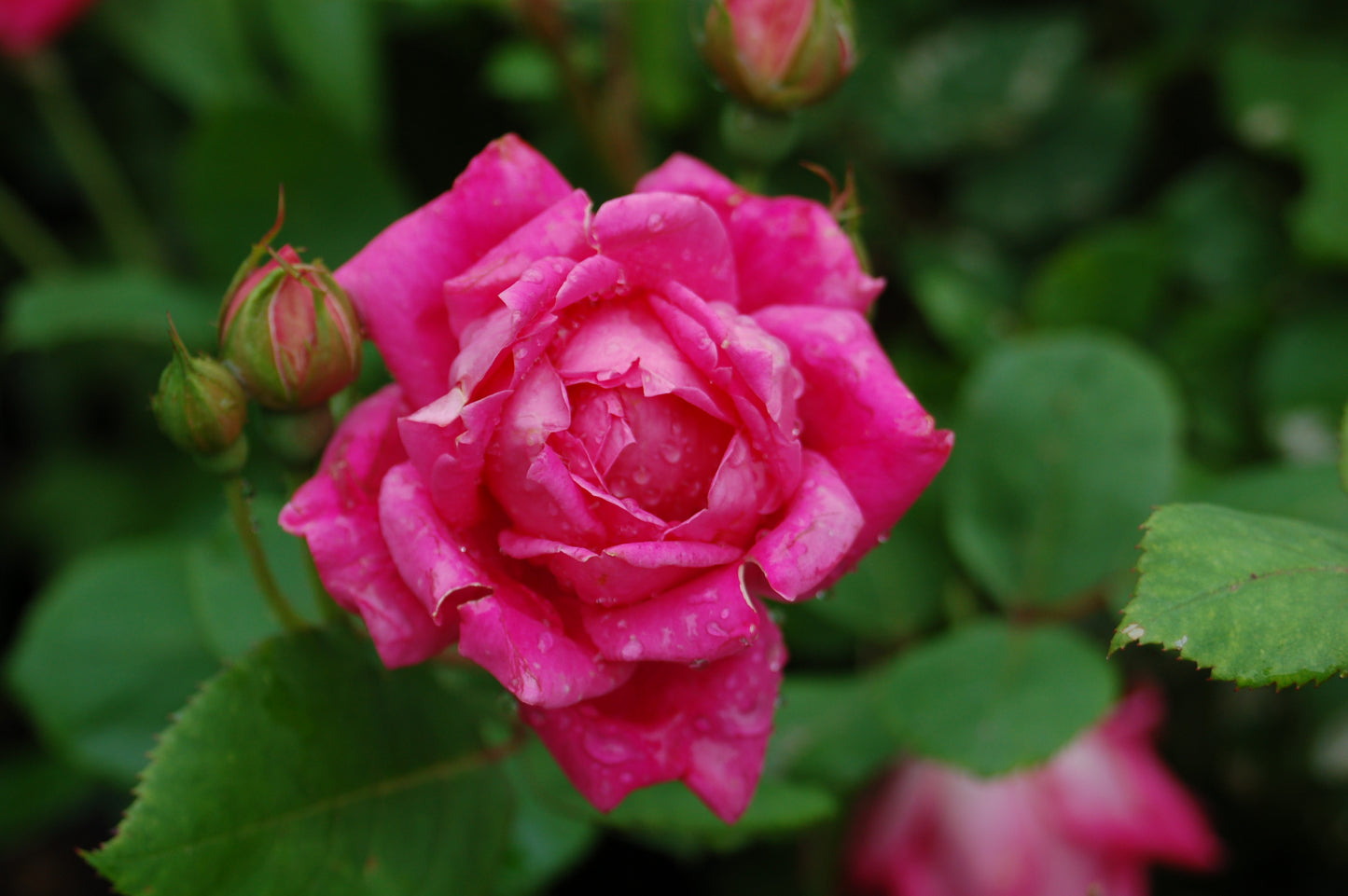 Knock Out® Double Pink | Rose