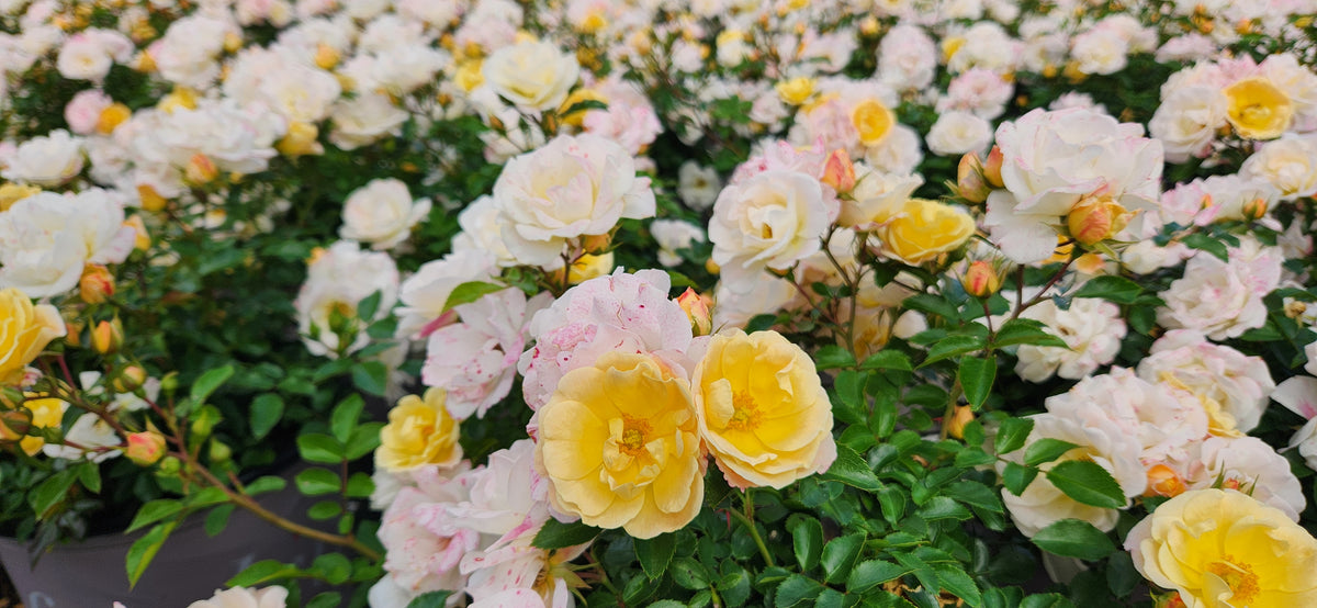 Drift® Popcorn Rose (Rosa 'Drift Popcorn')