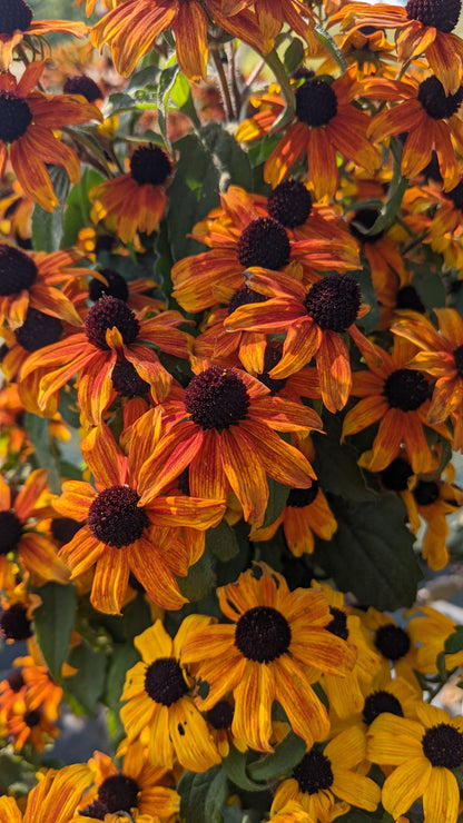 Prairie Glow | Black-Eyed Susan