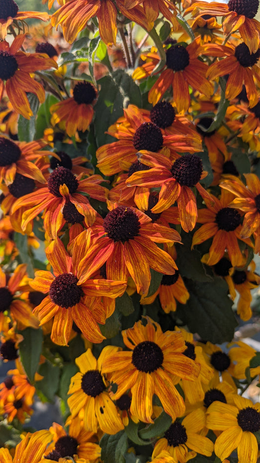 Prairie Glow Black-Eyed Susan (Rudbeckia triloba 'Prairie Glow')