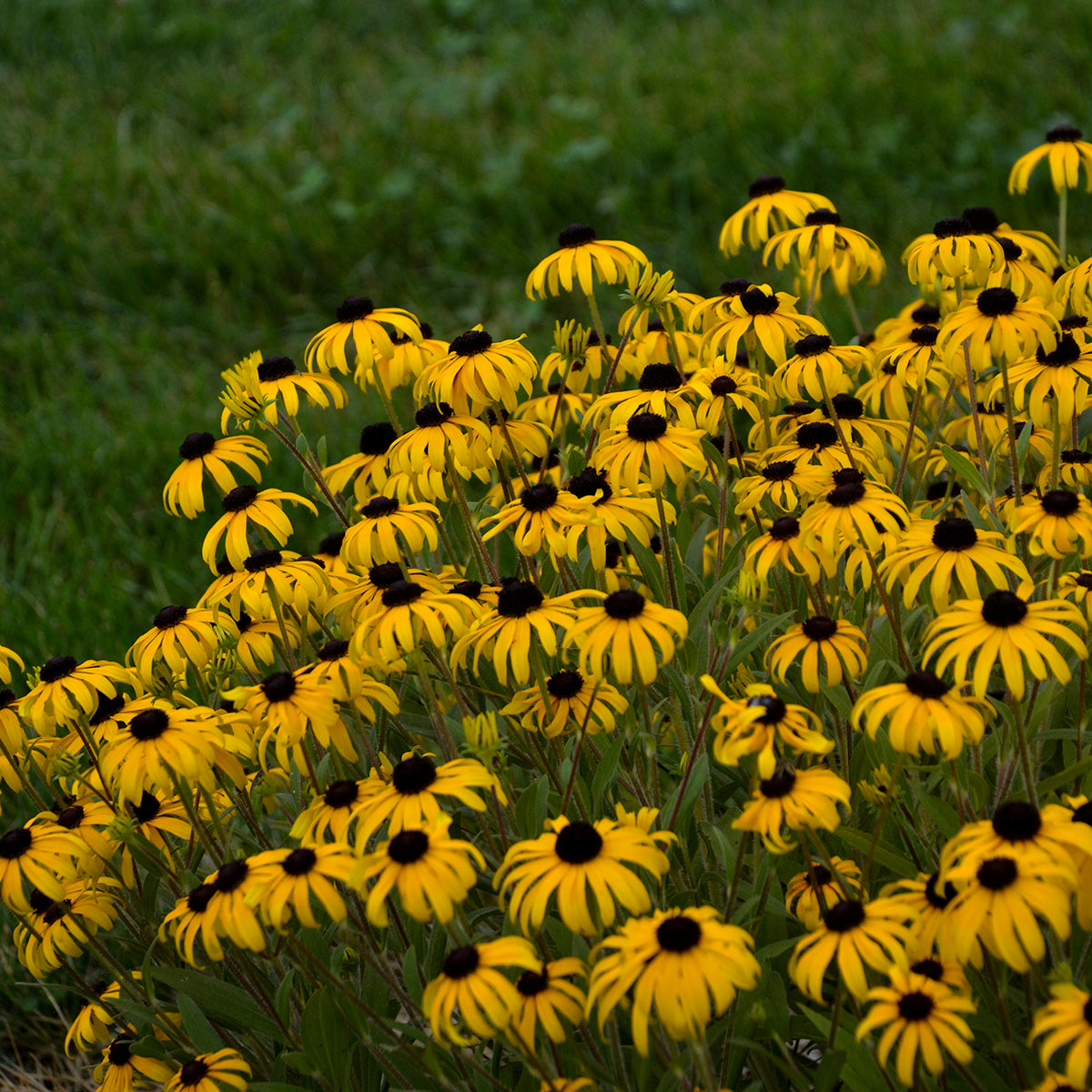 American Gold Rush | Black-Eyed Susan