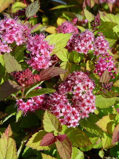 Magic Carpet Spiraea